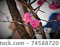 梅花 74588720