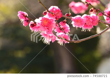 梅花 梅花 74588721