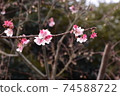 梅花 74588722