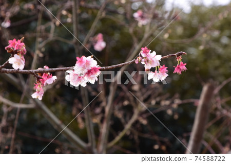 梅花 梅花 74588722