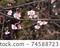 梅花 74588723
