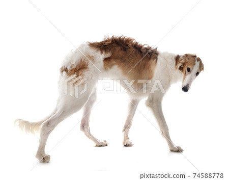 borzoi in studio 74588778