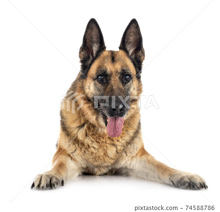 german shepherd in studio 74588786