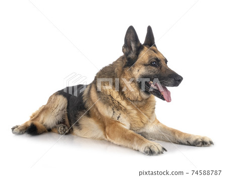 german shepherd in studio 74588787