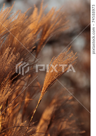 Pampas grass. Nature beige reed, cortaderia plant Pampas grass. Nature beige reed, cortaderia plant 74588973