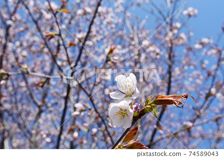 藍天和櫻花 藍天和櫻花 74589043