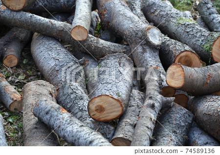 The harvested tree The harvested tree 74589136