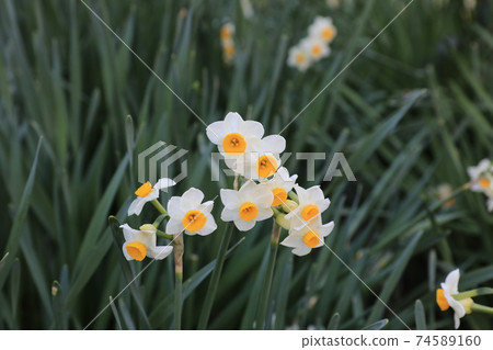 日本水仙花 日本水仙花 74589160