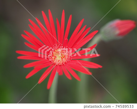 盛開在花壇的非洲菊 74589533
