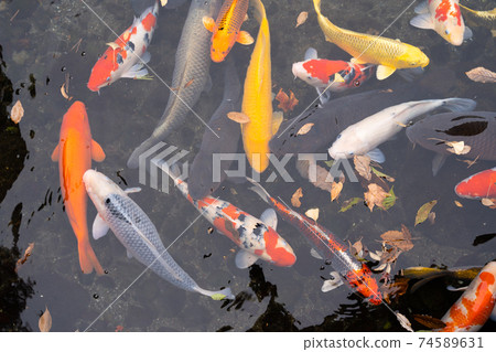 [熊本縣]水前寺城 74589631