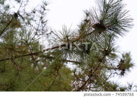 [Kumamoto Prefecture] Suizenji Jojuen 74589788