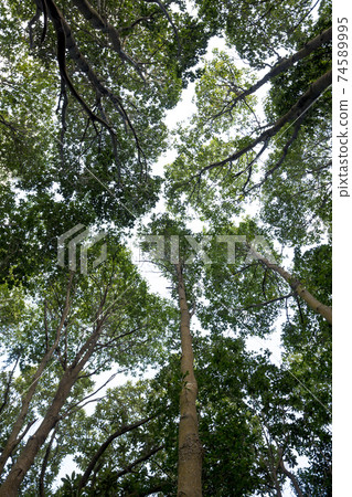 Trees in winter tropical mountains Trees in winter tropical mountains 74589995