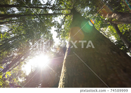 Beautiful scene misty forest with sun rays through the tree leaves,lens flare 74589999