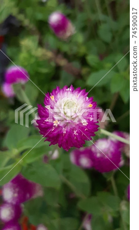 紅紫色花仙北 74590017