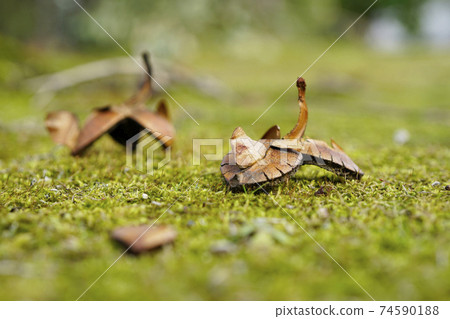 An interestingly shaped camellia husk had fallen in a winter park ... 2 An interestingly shaped camellia husk had fallen in a winter park ... 2 74590188