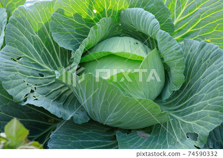 Green cabbages in growth at vegetable garden 74590332