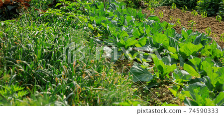Green cabbage and garlic in growth at vegetable garden 74590333