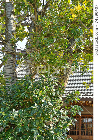 Nagareyama walk: Ilex latifolia in the precincts of the Shingon sect Toyoyama school Komeiin 74590407