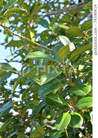 Nagareyama walk: Ilex latifolia in the precincts of the Shingon sect Toyoyama school Komeiin 74590414