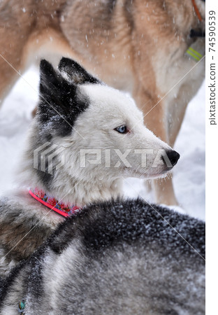 portrait of a dog of the Yakut Laika breed  74590539