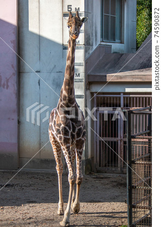 Giraffe ② / whole body 74590872