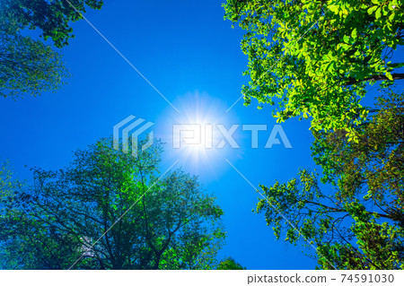 Black Land Forest and Sun 74591030