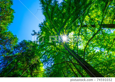 Kuroundo Garden Forest and Kojo Kuroundo Garden Forest and Kojo 74591032
