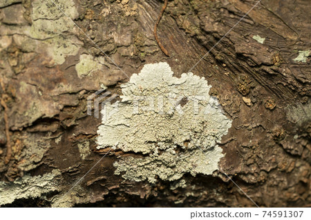 Parmeliaceae Parmeliaceae 74591307