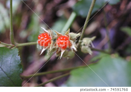 Two red fruits with fuyu strawberry calyx 74591768