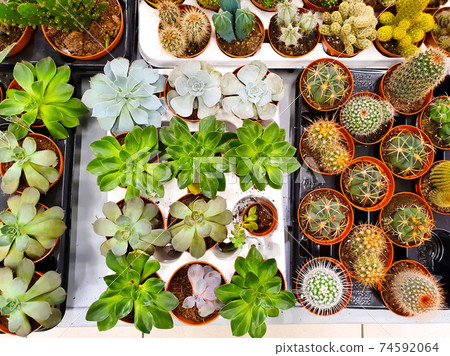 Collection of Cactus, succulents and exotic Plants. Set of cacti in shop 74592064