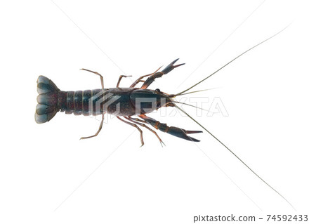 red claw crayfish alive or fash water lobster alive set on isolate white background red claw crayfish alive or fash water lobster alive set on isolate white background 74592433