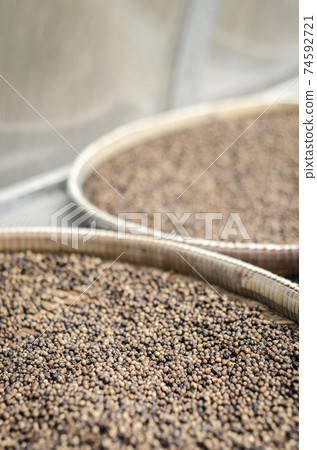 trays of kampot organic pepper in drying room in cambodia trays of kampot organic pepper in drying room in cambodia 74592721