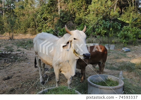 Mother and child cows together. Mother and child cows together. 74593337