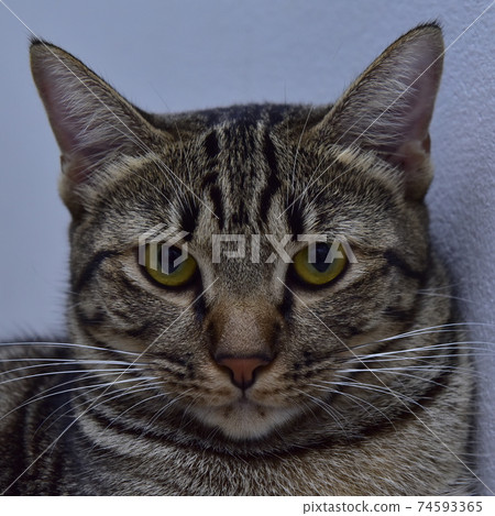 Beautiful feline cat at home Beautiful feline cat at home 74593365