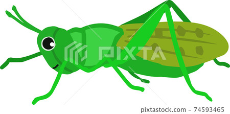可愛的遷徙蝗蟲 74593465