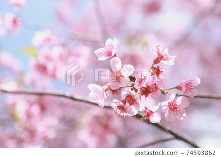 pink cherry blossom on spring 74593862