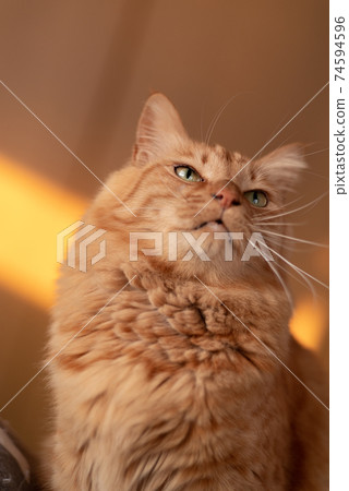 A staring cat, a tea tabby cat A staring cat, a tea tabby cat 74594596