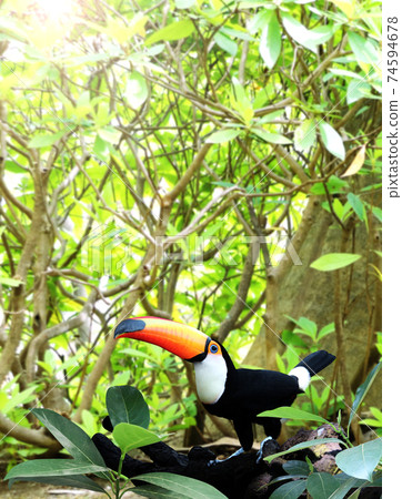 Beautiful colorful toucan bird on a branch in a rainforest Beautiful colorful toucan bird on a branch in a rainforest 74594678