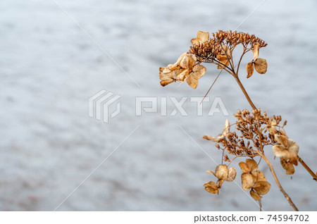Withered hydrangea flower 74594702