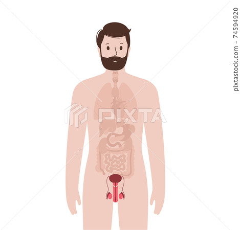 Internal organs in male body 74594920