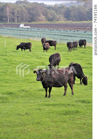 Cow (Japanese Black) Cow (Japanese Black) 74595166