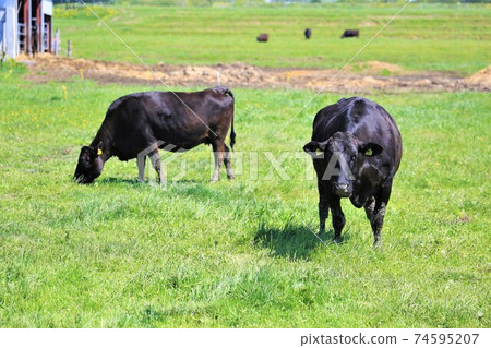 Cow (Japanese Black) Cow (Japanese Black) 74595207