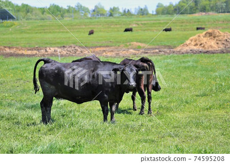 Cow (Japanese Black) Cow (Japanese Black) 74595208