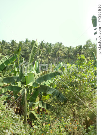 Well-maintained plantations of coconut palms 1. 74595616