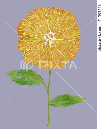 Tangerine flower design purple back Tangerine flower design purple back 74595818