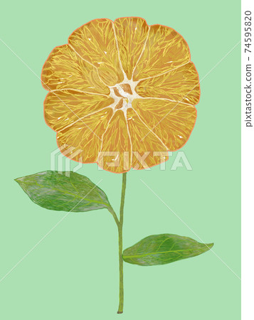 Tangerine flower design green background Tangerine flower design green background 74595820