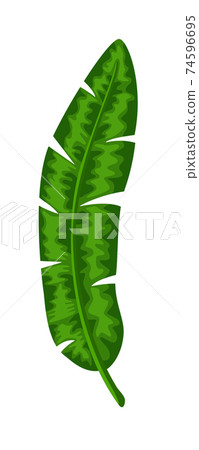Green palm tree leaf isolated on white background Green palm tree leaf isolated on white background 74596695