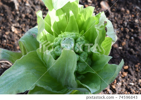 The butterbur sprout came out from between the fallen leaves 74596843
