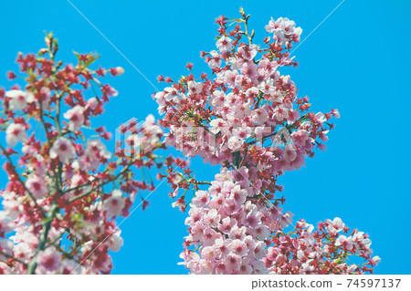 <Spring image>明亮的冷櫻花(電影風格) <Spring image>明亮的冷櫻花(電影風格) 74597137