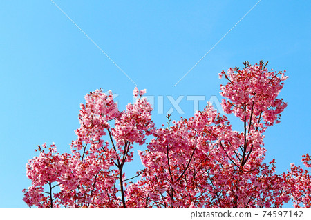 <Spring image> Bright cold cherry blossoms and blue sky 74597142